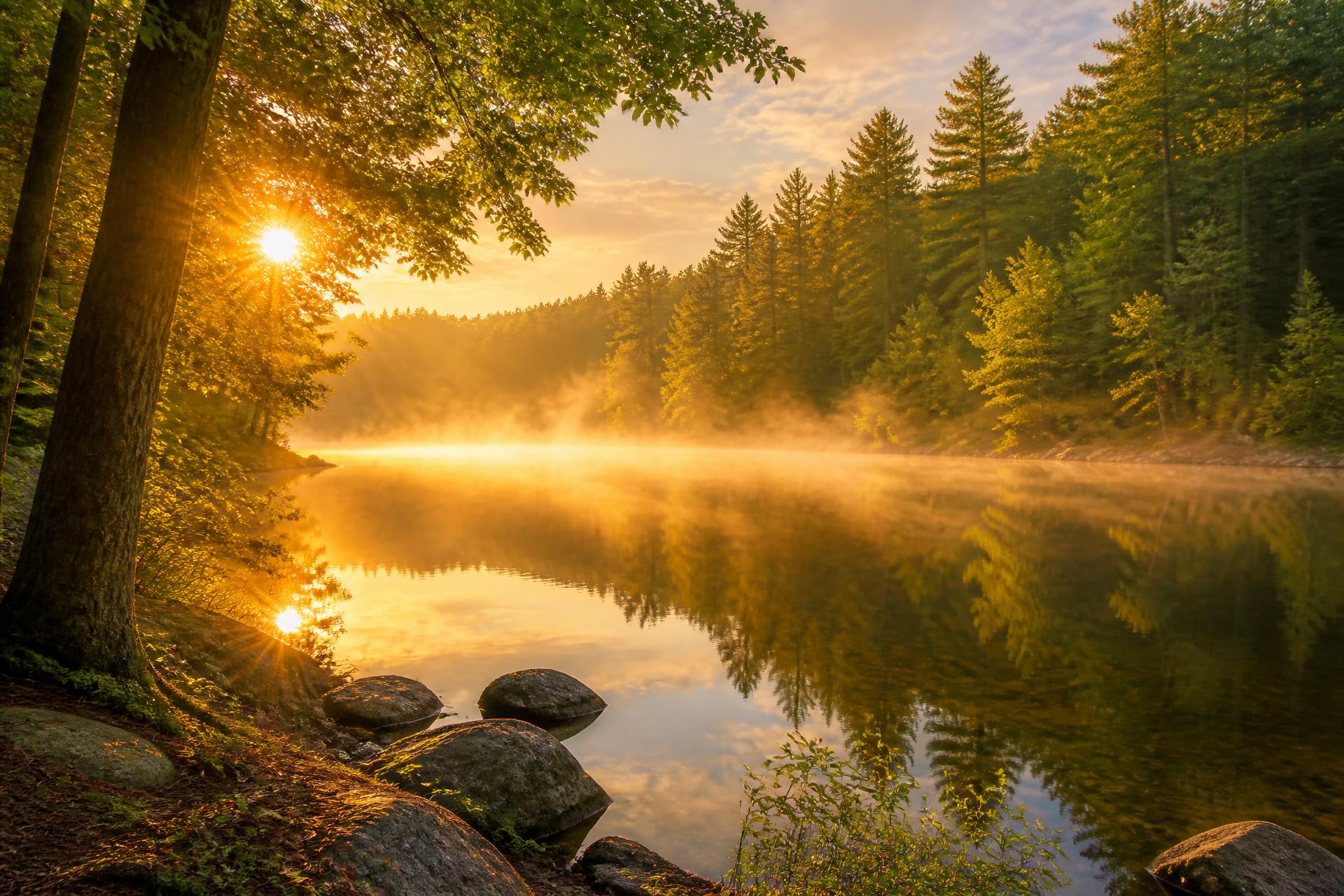 Sunlit forest and calm lake at golden hour